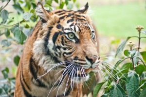Bristol firm nets London Zoo tiger enclosure work