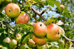 West cider apple growers urged to enter awards as industry presses ahead with growth