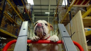 Bulldog spirit channelled by plasterboard firm Siniat for innovative YouTube campaign