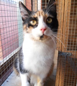 Bristol agents on the prowl for purr-fect site for cat rehoming centre
