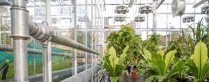 Sophisticated greenhouse will plant UWE at leading edge of biodiversity and conservation research