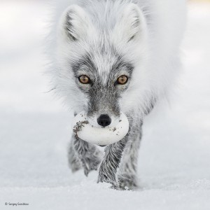 Wildlife Photographer of the Year 2017 exhibition puts Earth’s fragility in the frame