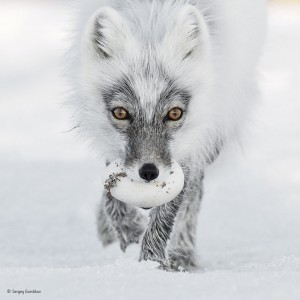 Wildlife Photographer of the Year 2017 exhibition puts Earth’s fragility in the frame