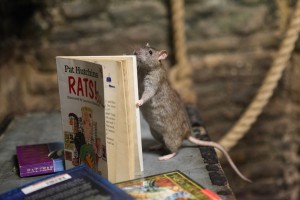 Happy ending as bookseller’s novel move helps Bristol Zoo overcome shortage of rats’ tales