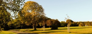 Bristol businesses urged to plant a tree per employee to help city fight climate change