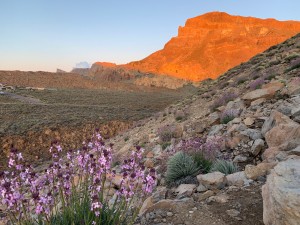 Bath Business News Travel: Stargazing on a volcano, visiting vineyards and whale-watching – not your usual Tenerife holiday