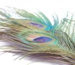 feather