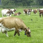 ayrshireherd
